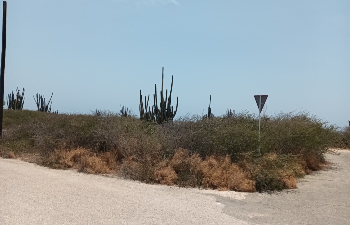 Seroe Colorado, Aruba, ,Land,For Sale,Seroe Colorado, Aruba,1555