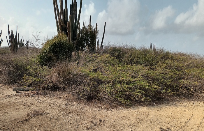 Seroe Colorado, Aruba, ,Land,For Sale,Seroe Colorado, Aruba,1555