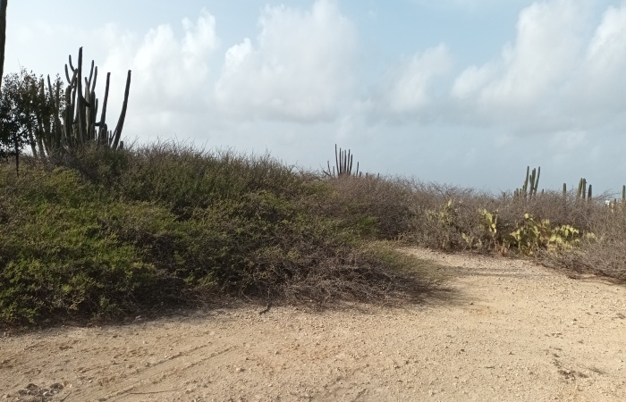 Seroe Colorado, Aruba, ,Land,For Sale,Seroe Colorado, Aruba,1555