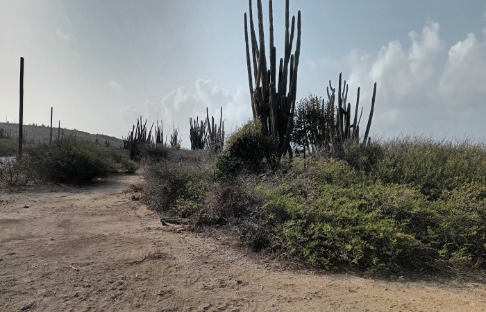 Seroe Colorado, Aruba, ,Land,For Sale,Seroe Colorado, Aruba,1555